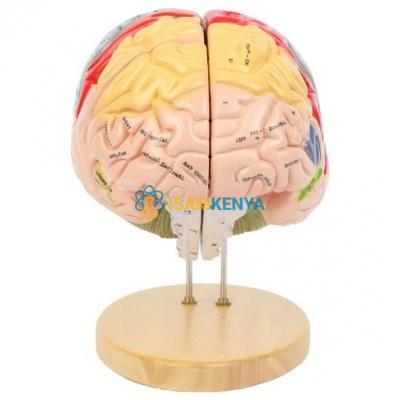 Human Brain Model- 2 Parts