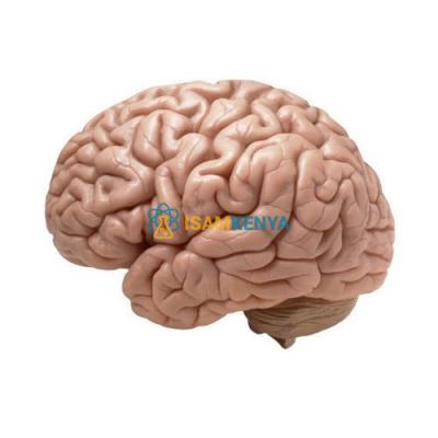 Human Brain Model 4 Parts