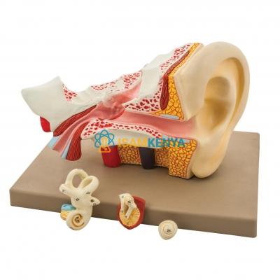 Human Ear Model, 4 Parts