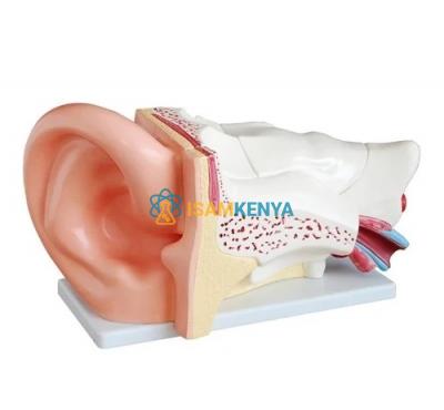 Human Ear Vinyl Plastic
