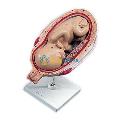 Human Foetus Model