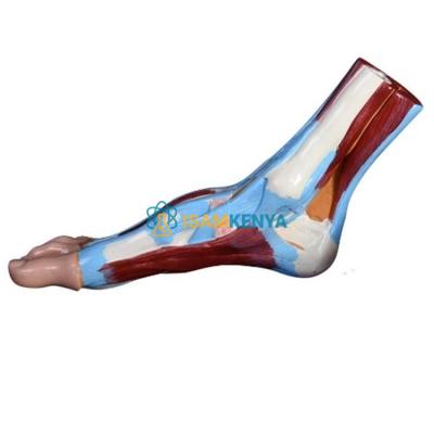Human Foot Anatomical Model