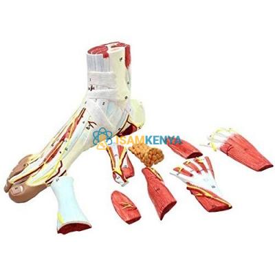 Human Foot Muscle Model