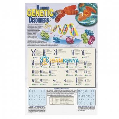 Human Genetic Disorders Poster