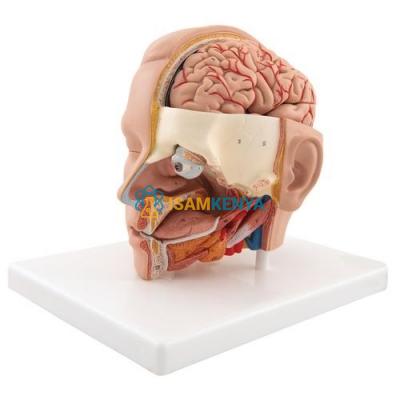 Human Head