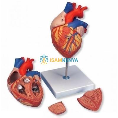 Human Heart Model 4 Parts