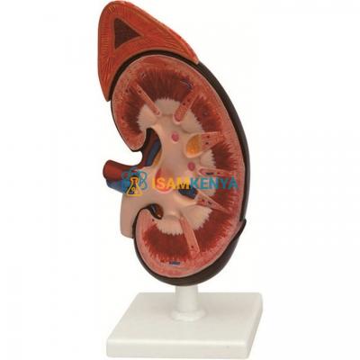 Human Kidney With Adrenal Gland