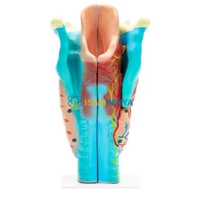 Human Larynx Model Full Size 3 Parts