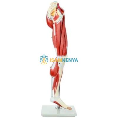 Human Leg MuDAes Anatomy Model