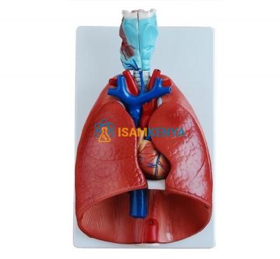 Human Lungs with Heart and Larynx