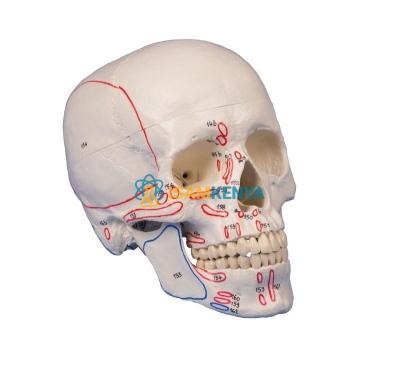 Human Muscular Skull Model 3 Parts