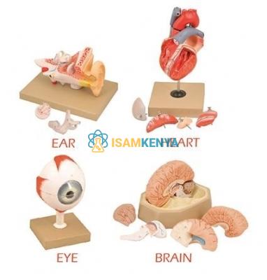 School Human Organ Model Set