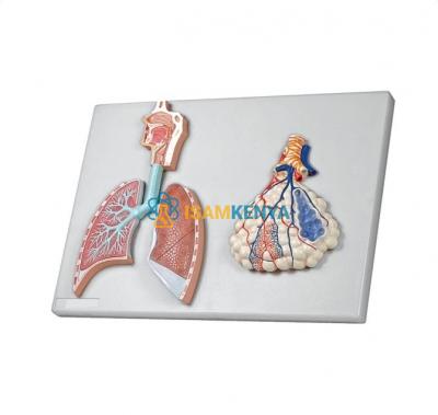 Human Respiratory System with Magnified Alveolus Model