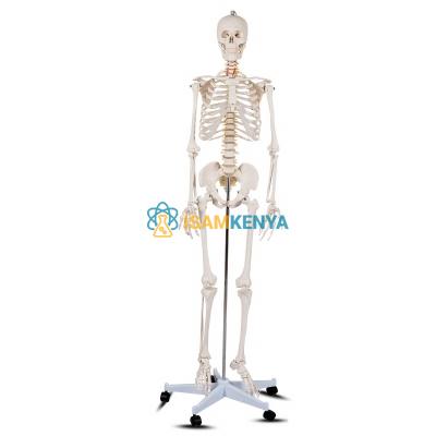 Human Skeleton Model, Life-Sized
