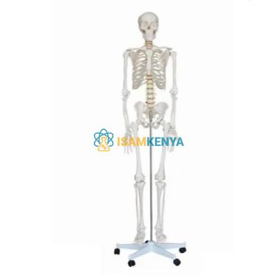 Human Skeleton Model Life Size PVC
