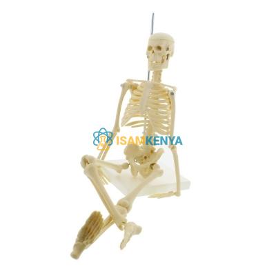 Human Skeleton Model Small Plastic