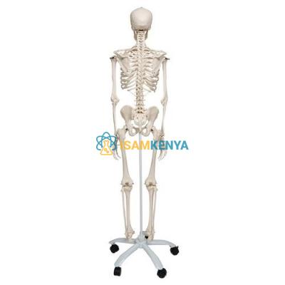 Human Skeleton and Torso bundle Full Size