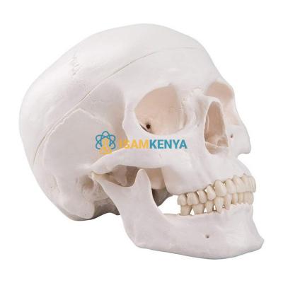 Human Skull Model