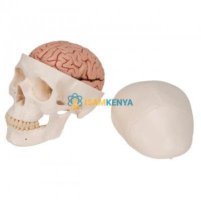 Human Skull Model 3 Parts Numbered