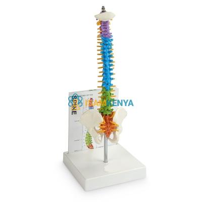Human Small Spine Model With Fold-Out Guide