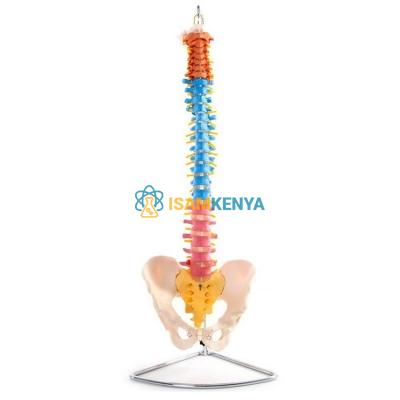 Human Spine Model