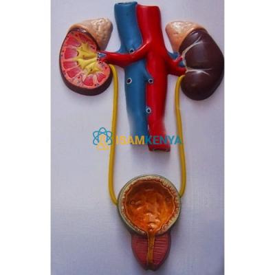 Human Urinary Bladder Model