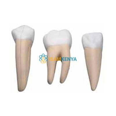 Incisor Canine and Molar Model