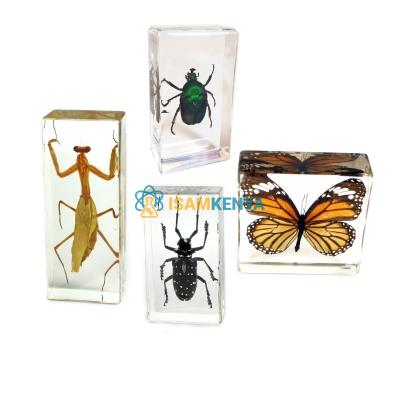 Insects Set Specimen