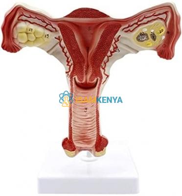 Internal Female Reproductive Organs Model
