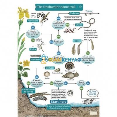 Key to Identifying Water Invertebrates