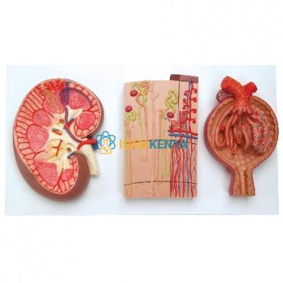Kidney Section with Renal Nephron And Renal CorpuDAe