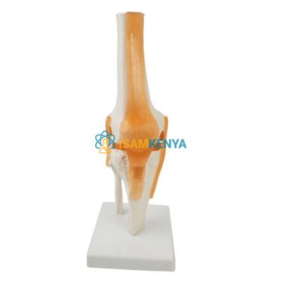 Knee Joint Model