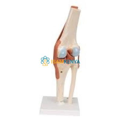 Knee Joints Model Set