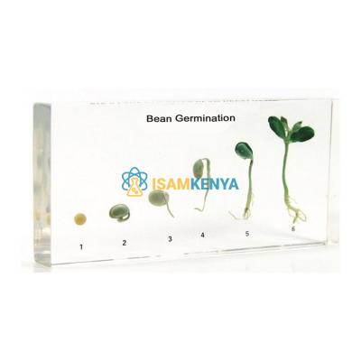 Life Cycle Of Bean Germination Specimen