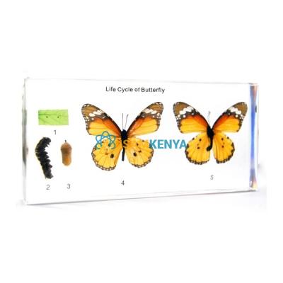 Life Cycle Of Butterfly Specimen