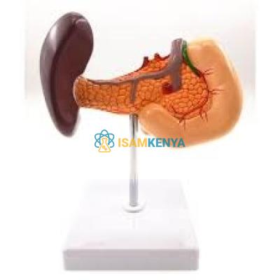 Liver with Gallbladder, Pancreas and Duodenum Model