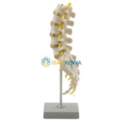 Lumbar Spinal Column with Sacral and Coccyx Bones Model