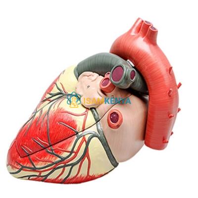 Medical Heart Model