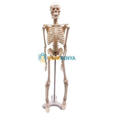 Mini Human Skeleton Model 45cm