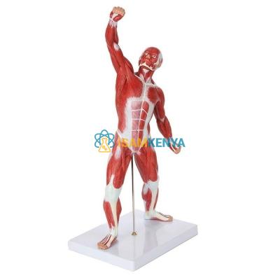 Mini Muscular System Model