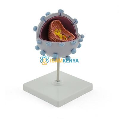 Model of Aids-Virus