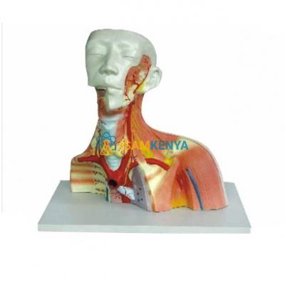 Model of Cranial Cavity Head Neck and Thorax