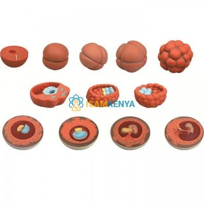 Model of Human Embryo Development 12 Stages