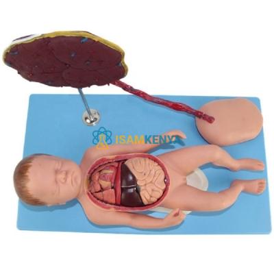 Model of Placenta Umbilical Cord