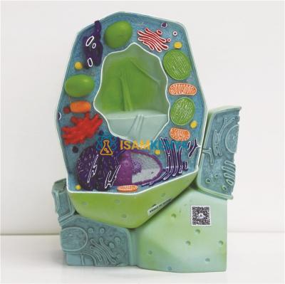 Model of plant cell