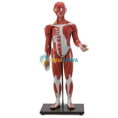 Muscular Figure 30 Parts Muscle Model