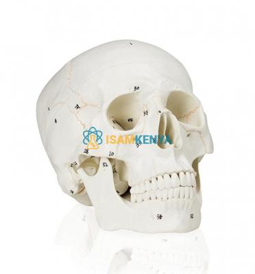 Numbered Human Skull Model