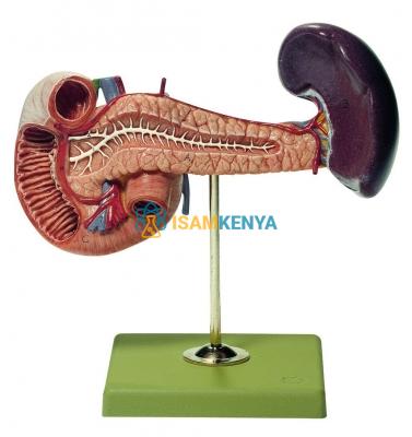 Pancreas Duodenum and Spleen Model