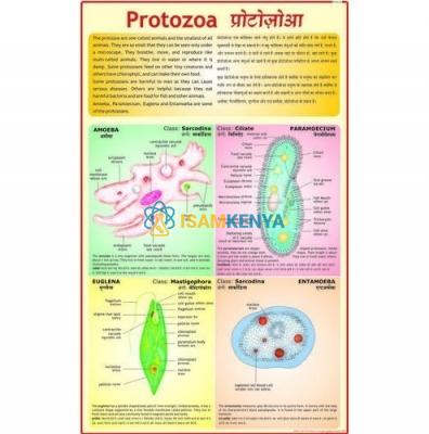 Protozoa Charts