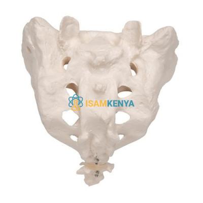 Sacrum with Coccyx Model
